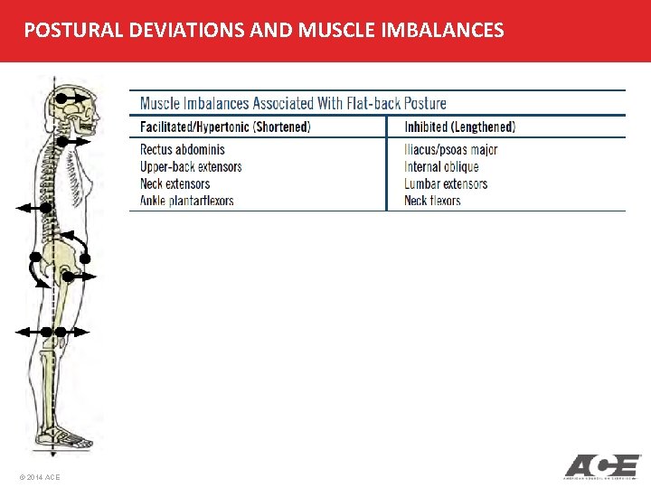 POSTURAL DEVIATIONS AND MUSCLE IMBALANCES © 2014 ACE 