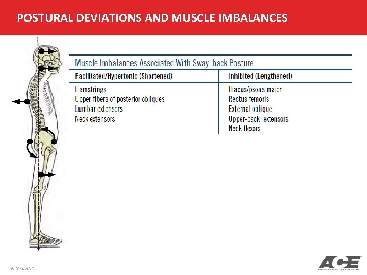 POSTURAL DEVIATIONS AND MUSCLE IMBALANCES © 2014 ACE 