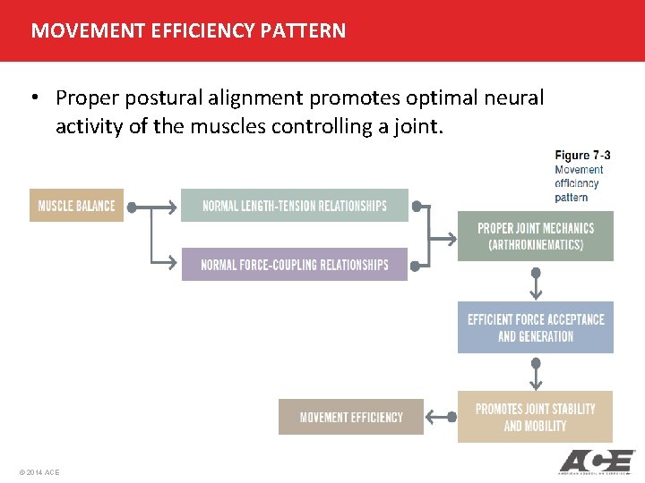 MOVEMENT EFFICIENCY PATTERN • Proper postural alignment promotes optimal neural activity of the muscles