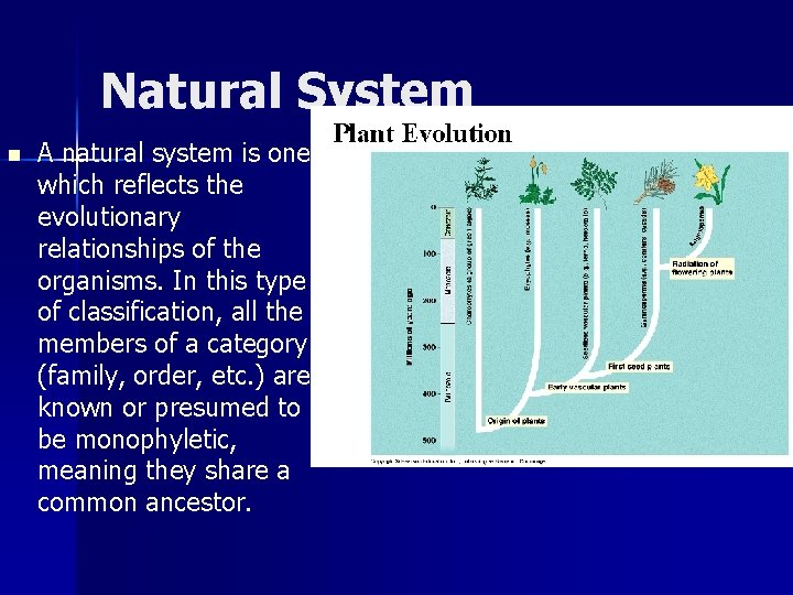 Natural System n A natural system is one which reflects the evolutionary relationships of