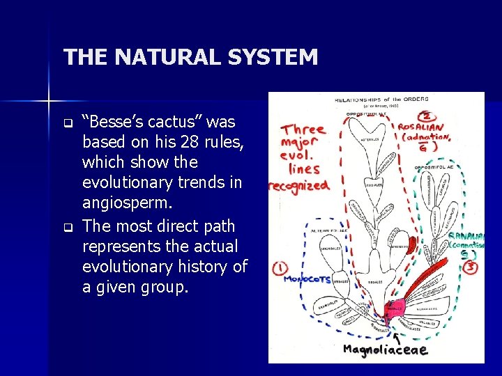 THE NATURAL SYSTEM q q “Besse’s cactus” was based on his 28 rules, which