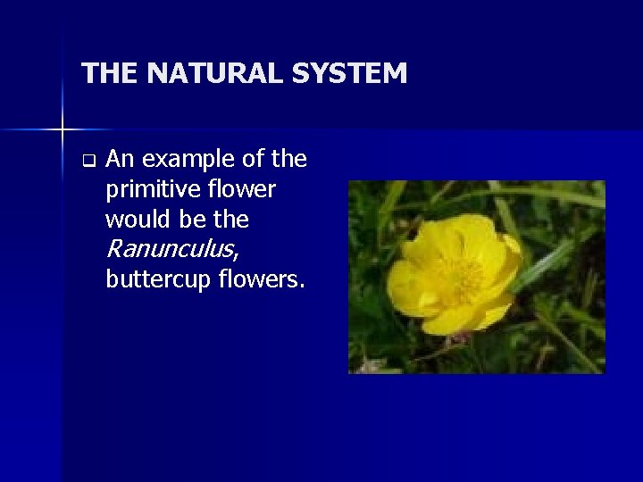 THE NATURAL SYSTEM q An example of the primitive flower would be the Ranunculus,