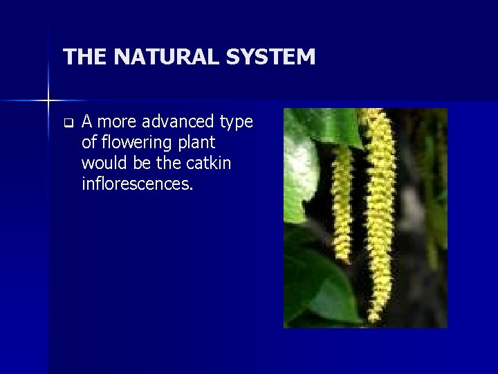 THE NATURAL SYSTEM q A more advanced type of flowering plant would be the