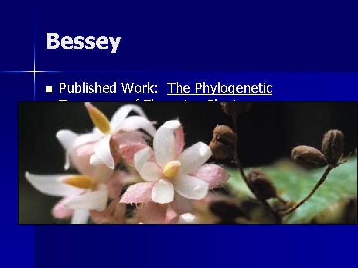 Bessey n Published Work: The Phylogenetic Taxonomy of Flowering Plants 