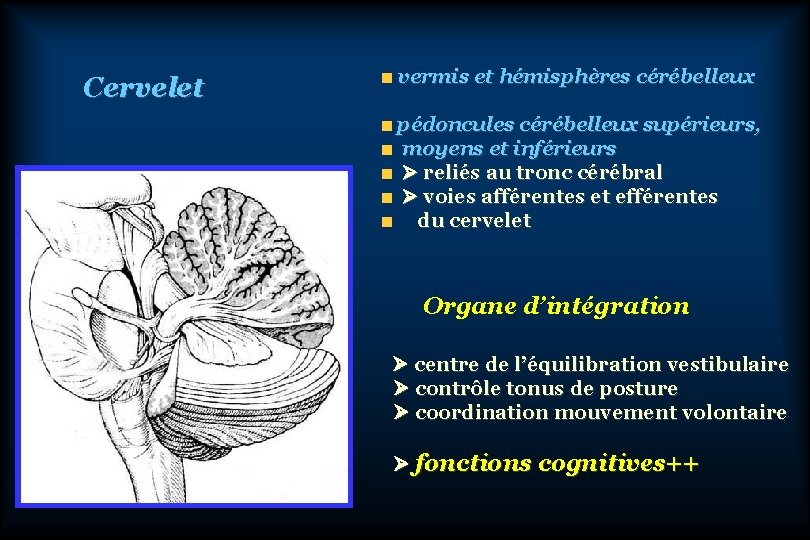 Cervelet vermis et hémisphères cérébelleux pédoncules cérébelleux supérieurs, moyens et inférieurs reliés au tronc