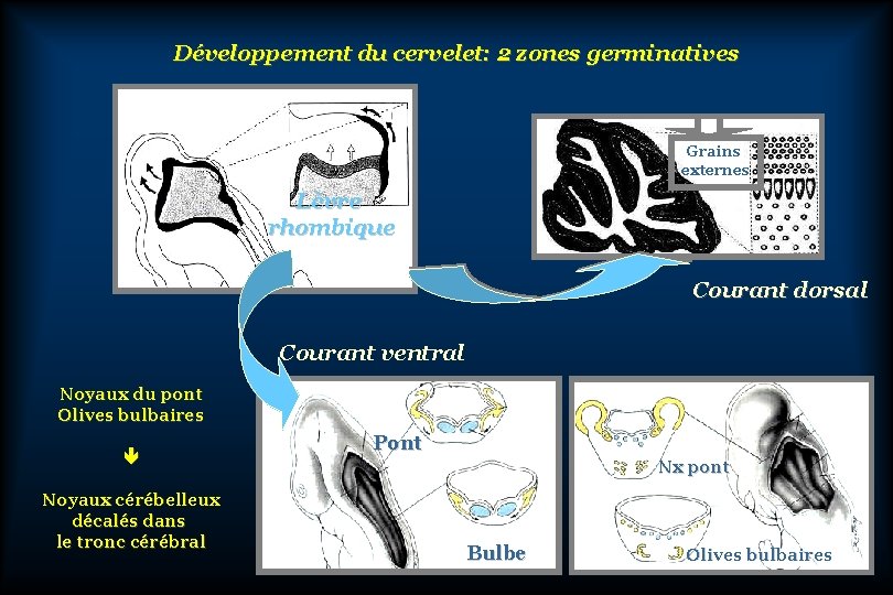 Développement du cervelet: 2 zones germinatives Grains externes Lèvre rhombique Courant dorsal Courant ventral