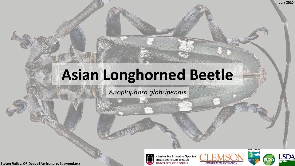 July 2020 Asian Longhorned Beetle Anoplophora glabripennis Steven Valley, OR Dept of Agriculture, Bugwood.