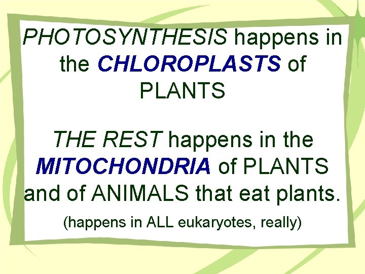 PHOTOSYNTHESIS happens in the CHLOROPLASTS of PLANTS THE REST happens in the MITOCHONDRIA of