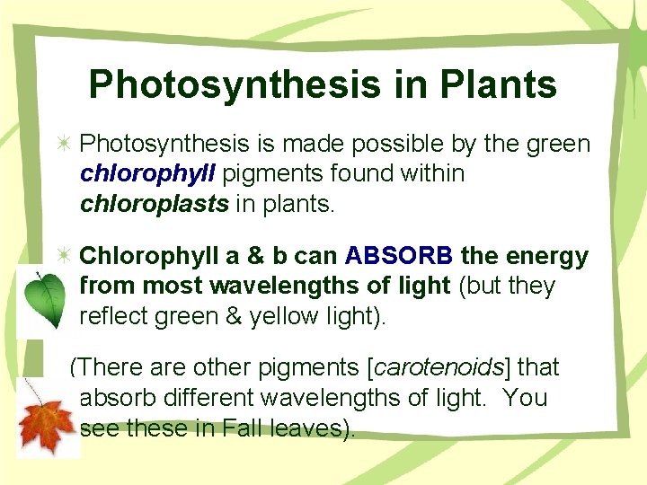 Photosynthesis in Plants Photosynthesis is made possible by the green chlorophyll pigments found within