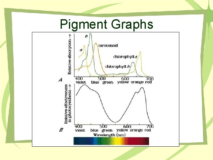 Pigment Graphs 