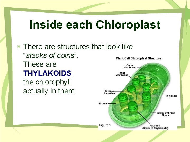 Inside each Chloroplast There are structures that look like “stacks of coins”. These are