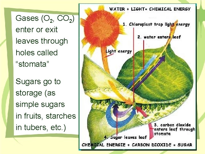 Gases (O 2, CO 2) enter or exit leaves through holes called “stomata” Sugars