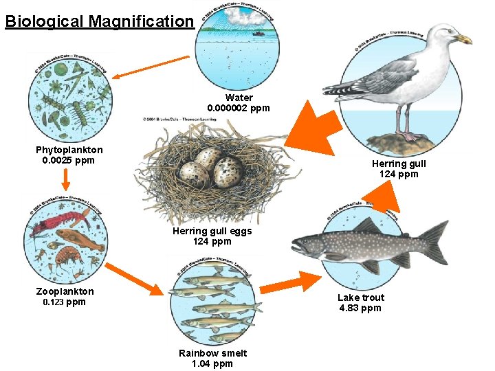 Biological Magnification Water 0. 000002 ppm Phytoplankton 0. 0025 ppm Herring gull 124 ppm