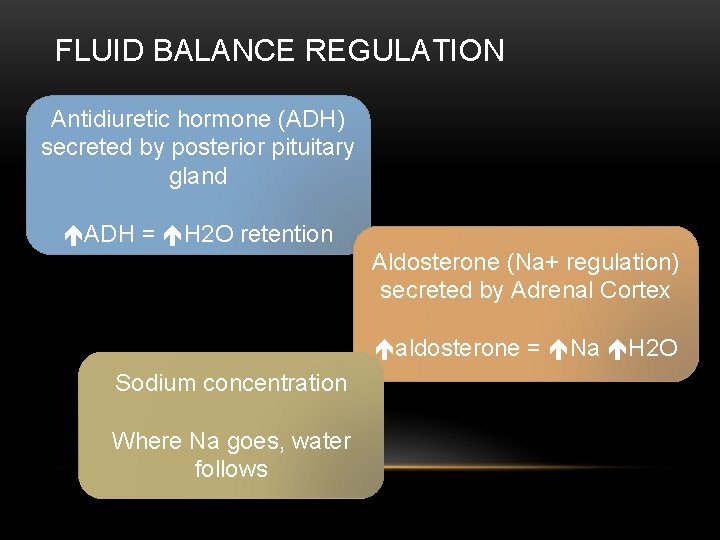 FLUID BALANCE REGULATION Antidiuretic hormone (ADH) secreted by posterior pituitary gland ADH = H