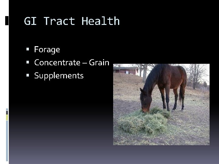 GI Tract Health Forage Concentrate – Grain Supplements 