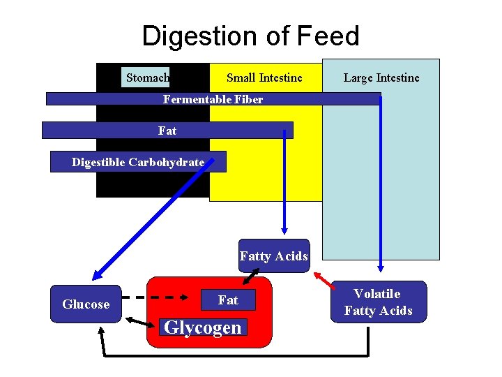 Digestion of Feed Stomach Small Intestine Large Intestine Fermentable Fiber Fat Digestible Carbohydrate Fatty