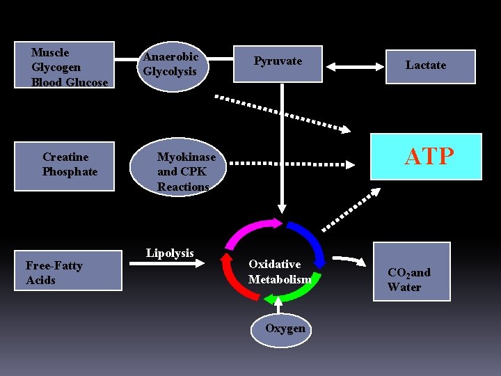 SOURCES OF ENERGY FOR THE PERFORMANCE HORSE Muscle Glycogen Blood Glucose Creatine Phosphate Free-Fatty