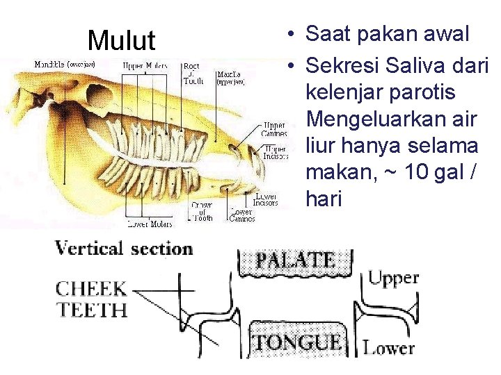 Mulut • Saat pakan awal • Sekresi Saliva dari kelenjar parotis Mengeluarkan air liur