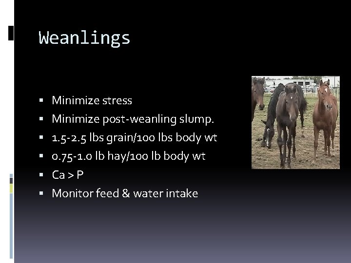 Weanlings Minimize stress Minimize post-weanling slump. 1. 5 -2. 5 lbs grain/100 lbs body