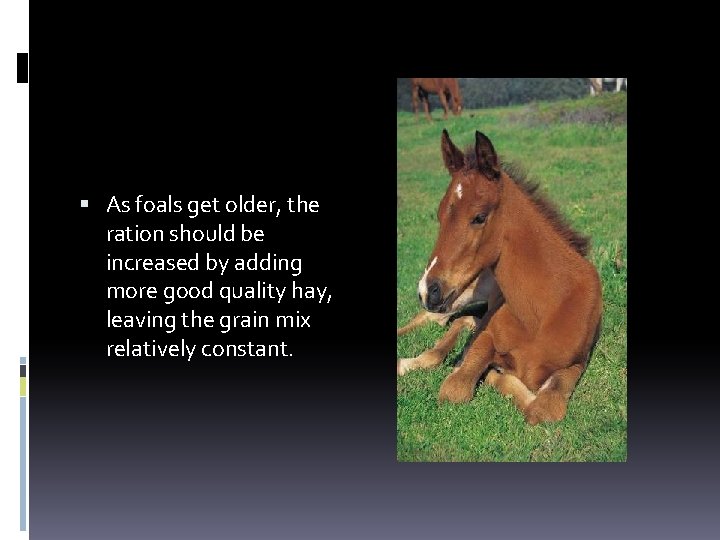  As foals get older, the ration should be increased by adding more good