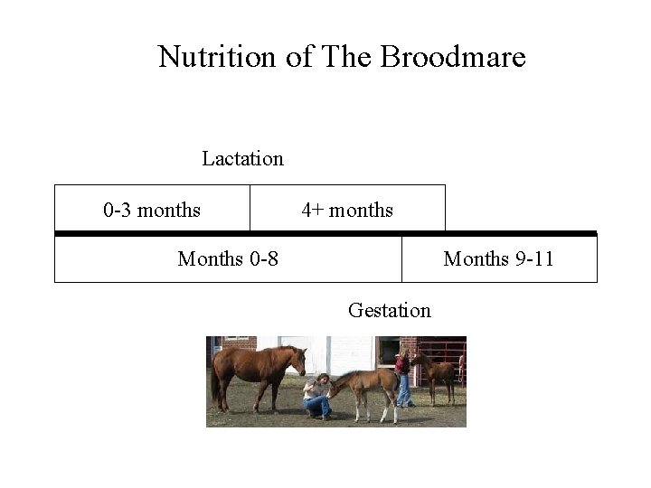 Nutrition of The Broodmare Lactation 0 -3 months 4+ months Months 0 -8 Months