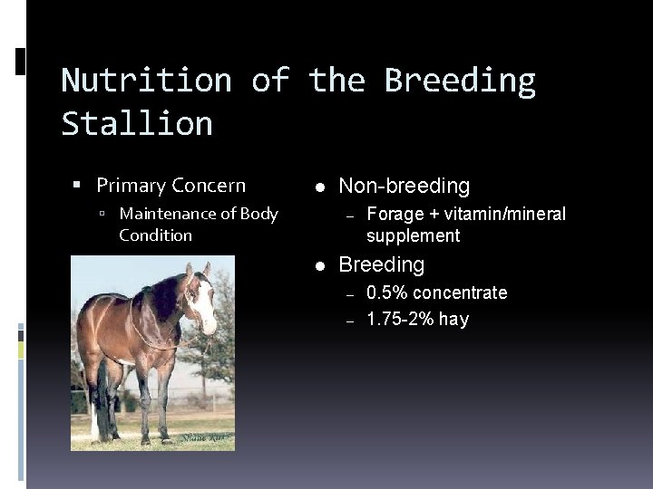 Nutrition of the Breeding Stallion Primary Concern l Maintenance of Body Non-breeding – Condition