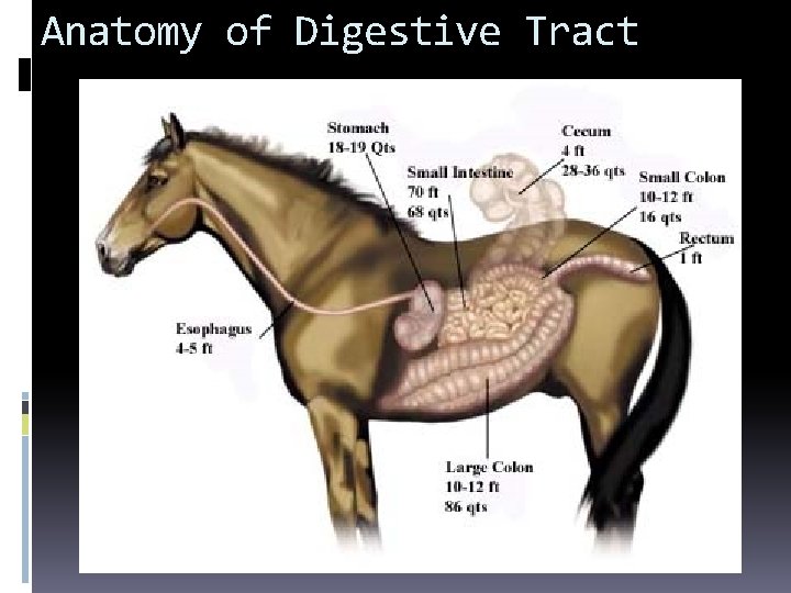 Anatomy of Digestive Tract 