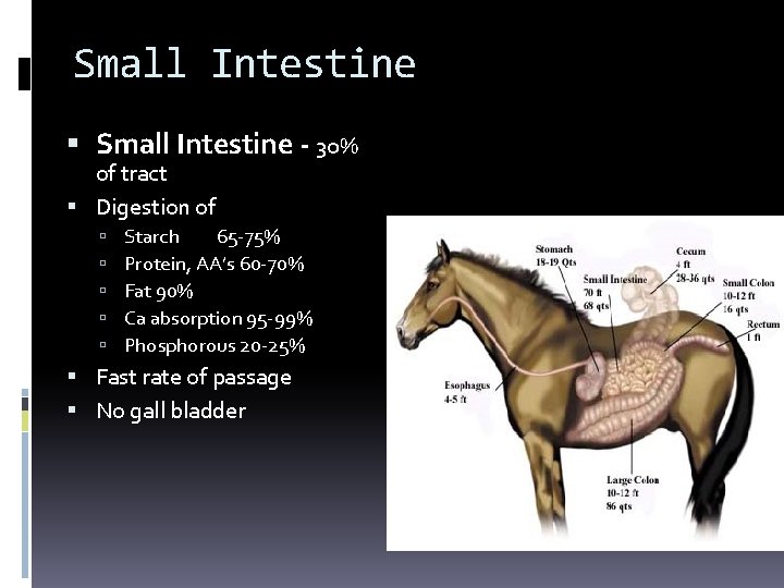 Small Intestine - 30% of tract Digestion of Starch 65 -75% Protein, AA’s 60