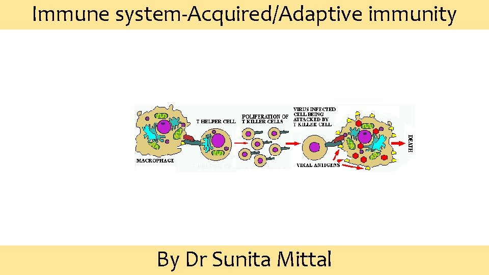 Immune system-Acquired/Adaptive immunity By Dr Sunita Mittal 