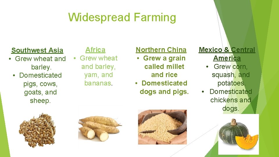 Widespread Farming Southwest Asia • Grew wheat and barley. • Domesticated pigs, cows, goats,