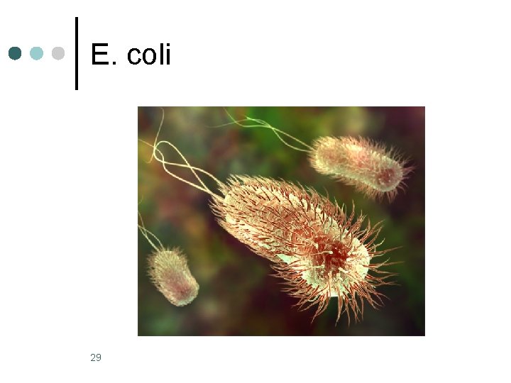 E. coli 29 