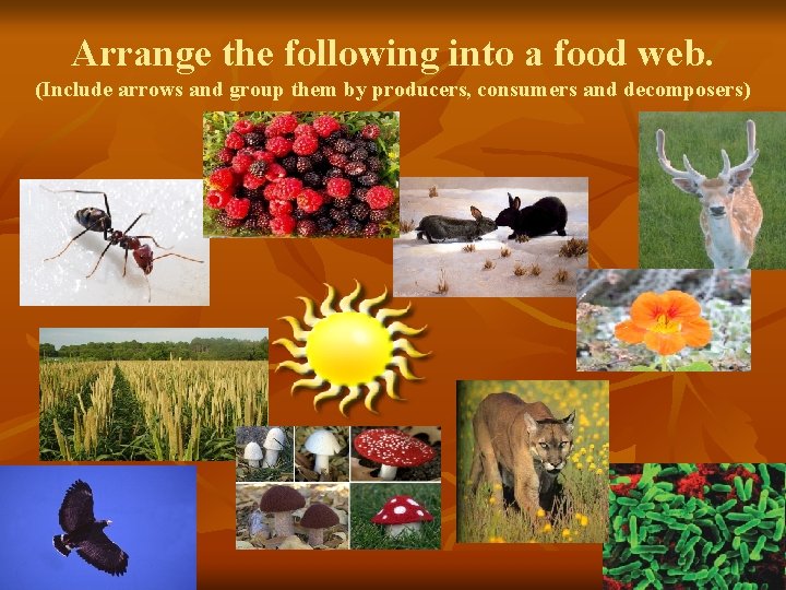 Arrange the following into a food web. (Include arrows and group them by producers,