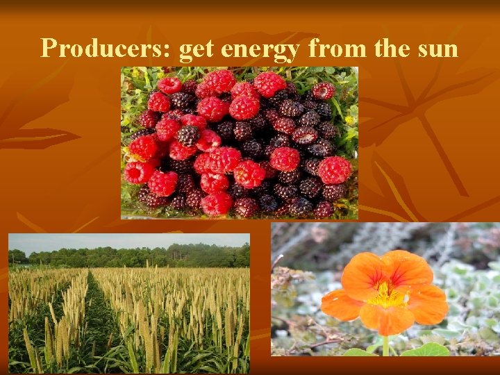 Producers: get energy from the sun 