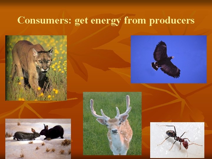 Consumers: get energy from producers 