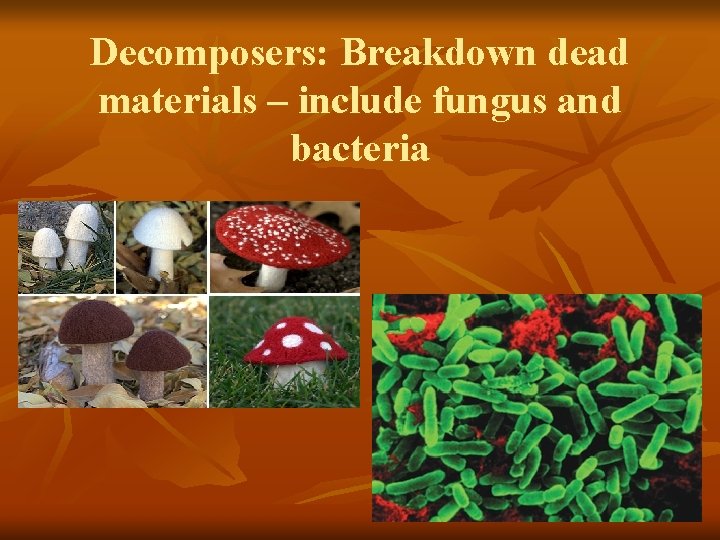 Decomposers: Breakdown dead materials – include fungus and bacteria 