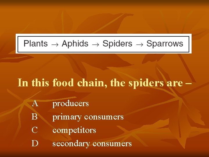 In this food chain, the spiders are – A B C D producers primary