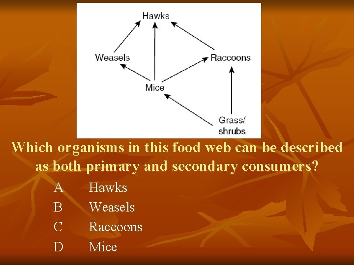 Which organisms in this food web can be described as both primary and secondary