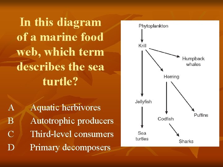 In this diagram of a marine food web, which term describes the sea turtle?