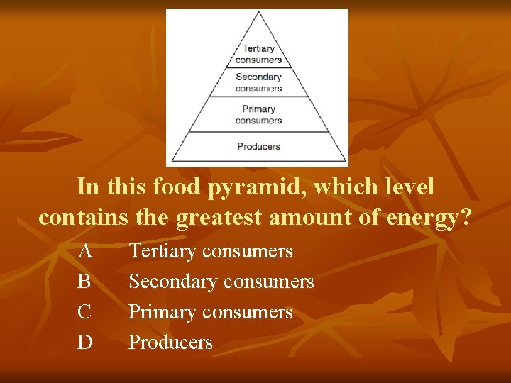In this food pyramid, which level contains the greatest amount of energy? A B