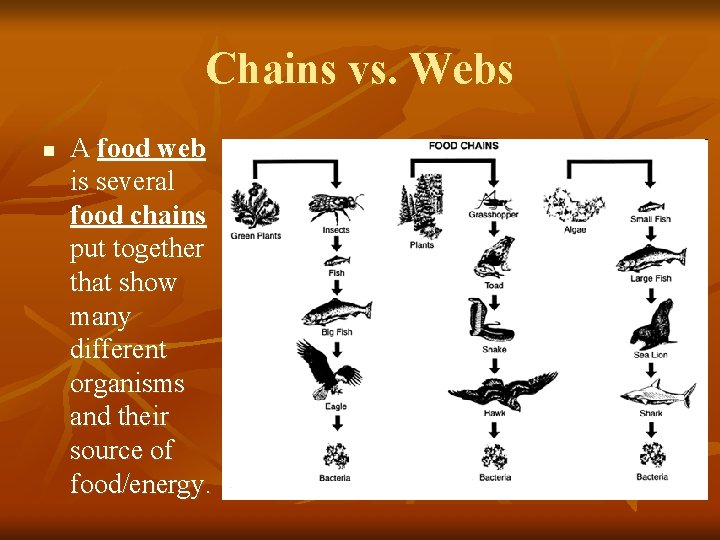 Chains vs. Webs n A food web is several food chains put together that