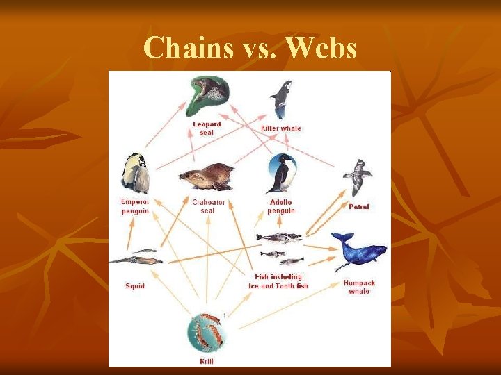 Chains vs. Webs 