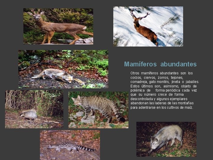 Mamíferos abundantes Otros mamíferos abundantes son los corzos, ciervos, zorros, tejones, comadreja, gato montés,