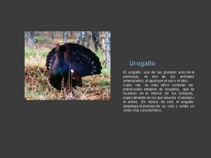 Urogallo El urogallo, una de las grandes aves de la península, es otro de