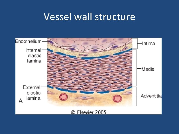 Vessel wall structure 
