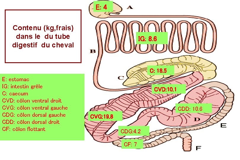 E: 4 Contenu (kg, frais) dans le du tube digestif du cheval IG: 8. E: 4 Contenu (kg, frais) dans le du tube digestif du cheval IG: 8.