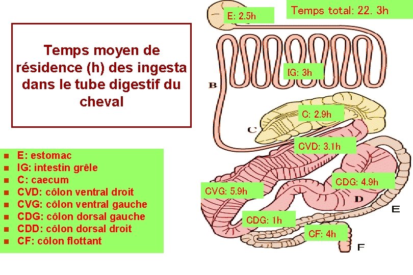 E: 2. 5 h Temps moyen de résidence (h) des ingesta dans le tube E: 2. 5 h Temps moyen de résidence (h) des ingesta dans le tube
