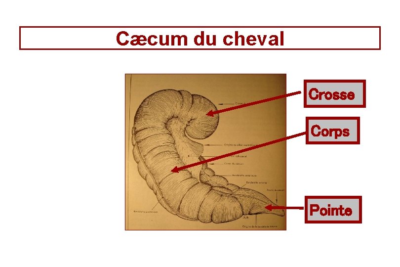 Cæcum du cheval Crosse Corps Pointe Cæcum du cheval Crosse Corps Pointe