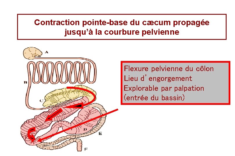Contraction pointe-base du cæcum propagée jusqu’à la courbure pelvienne Flexure pelvienne du côlon Lieu Contraction pointe-base du cæcum propagée jusqu’à la courbure pelvienne Flexure pelvienne du côlon Lieu