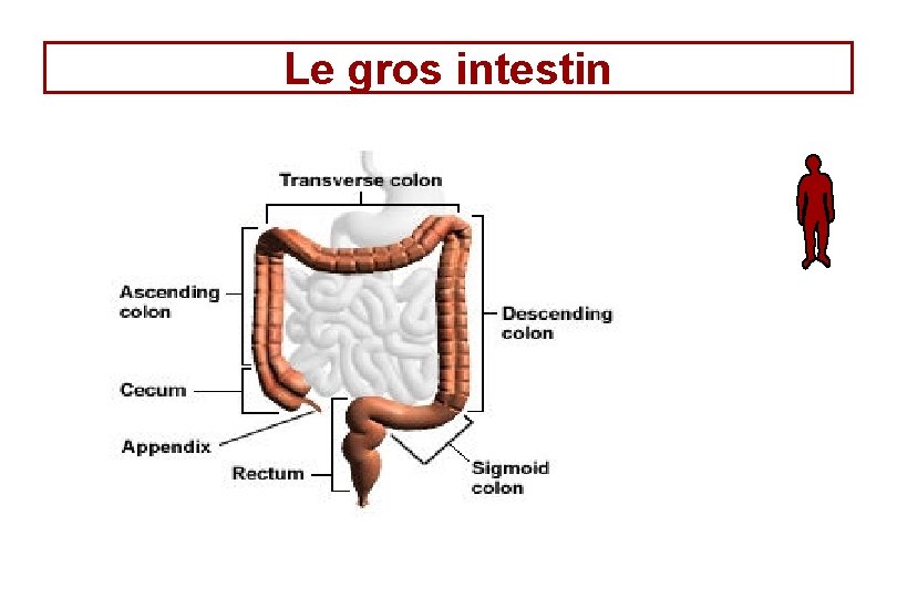 Le gros intestin Le gros intestin