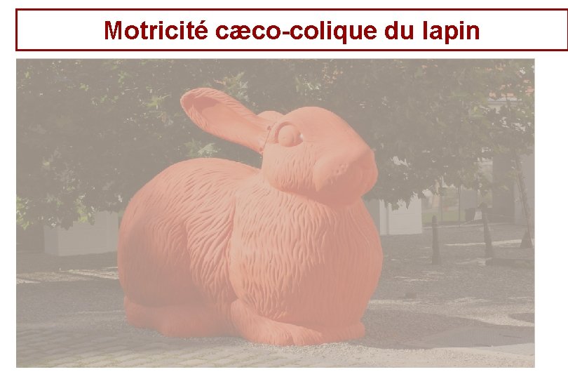 Motricité cæco-colique du lapin Motricité cæco-colique du lapin